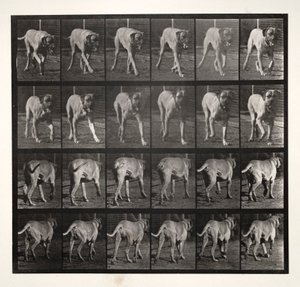 Dread Trotting de Eadweard Muybridge