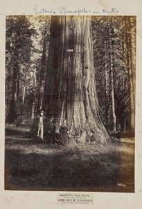 Mammoth Tree Grove, condado de Calaveras, California. Abraham Lincoln. 320 Pies de Altura, 54 Pies de Circunferencia de Eadweard J. Muybridge