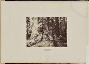 Mammoth Tree Grove, Condado de Calaveras, California. El Grupo de la Bruja de Salem. Promedio de 300 pies de altura, 65 pies de circunferencia. de Eadweard J. Muybridge