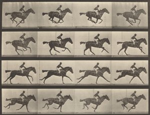 Número de placa 626. Galope, yegua bayá pura sangre, Annie G. de Eadweard Muybridge