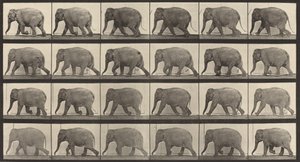 Placa número 733. Elefante caminando, 1887 de Eadweard Muybridge