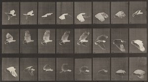 Placa número 758. Cacatúa volando, 1887 de Eadweard Muybridge