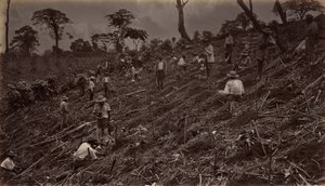 Estableciendo una plantación de café en Antigua de Guatemala de Eadweard Muybridge