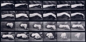 Estudio de movimiento de una mano, c.1872-1885 de Eadweard Muybridge