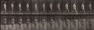 Locomoción animal, Placa 467 de Eadweard Muybridge