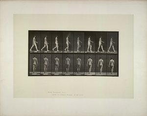 Locomoción Animal: pelvis masculina con tela de Eadweard Muybridge