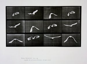 Pájaro en vuelo, lámina 762 de 