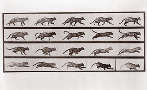 Gato trotando y galopando, Placa 717 de Animal Locomotion