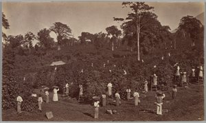 Cosecha de café, Las Nubes (Guatemala) de Eadweard Muybridge