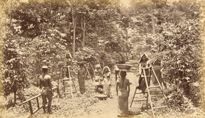 Recolección de café en San Isidro - altitud 1000 pies, Guatemala de Eadweard Muybridge