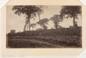 Plantación de café en Las Nubes, Guatemala de Eadweard Muybridge