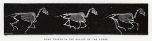 Algunas fases del galope del caballo