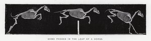 Eadweard Muybridge: Algunas fases en el salto de un caballo