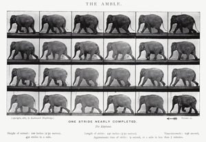 Eadweard Muybridge: El Paso Lento de Eadweard Muybridge