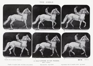El Paso de Eadweard Muybridge
