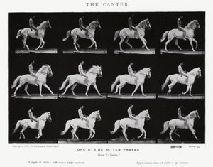 Eadweard Muybridge: El Galope Corto de Eadweard Muybridge