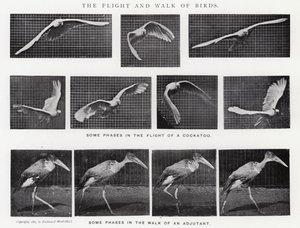 Eadweard Muybridge: El Vuelo y la Caminata de los Pájaros