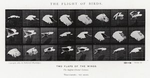 Eadweard Muybridge: El Vuelo de los Pájaros