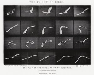 Eadweard Muybridge: El Vuelo de los Pájaros de Eadweard Muybridge