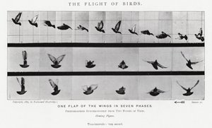 Eadweard Muybridge: El vuelo de los pájaros (foto en b/n)