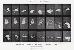 Eadweard Muybridge: El vuelo de los pájaros (foto en b/n) de Eadweard Muybridge