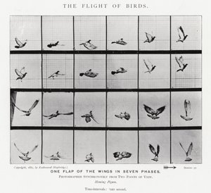 El Vuelo de los Pájaros de Eadweard Muybridge