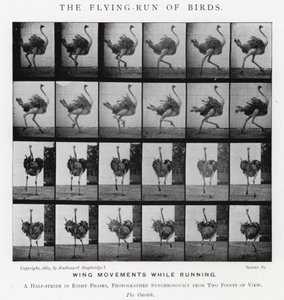 El Vuelo-Carrera de los Pájaros de Eadweard Muybridge