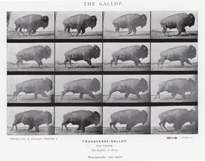 Eadweard Muybridge: El Galope de Eadweard Muybridge