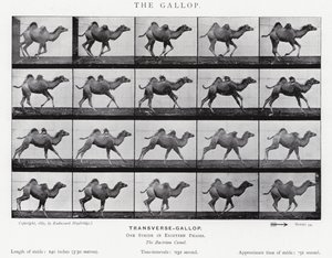 Eadweard Muybridge: El Galope de Eadweard Muybridge