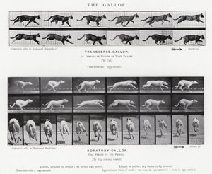 Eadweard Muybridge: El Galope de Eadweard Muybridge