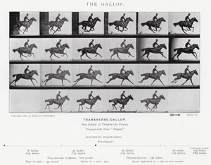 Eadweard Muybridge: El Galope de Eadweard Muybridge