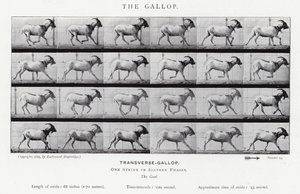 El Galope de Eadweard Muybridge
