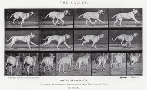 El Galope de Eadweard Muybridge