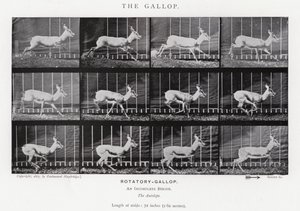 El Galope de Eadweard Muybridge