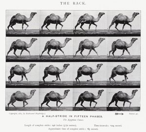 Eadweard Muybridge: El Galope Largo de Eadweard Muybridge