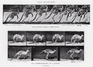 Eadweard Muybridge: El Rebote de Eadweard Muybridge