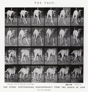 Eadweard Muybridge: El Trote de Eadweard Muybridge