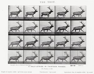 Eadweard Muybridge: El Trote de Eadweard Muybridge