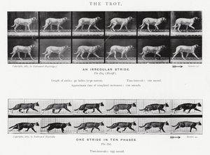 Eadweard Muybridge: El Trote de Eadweard Muybridge