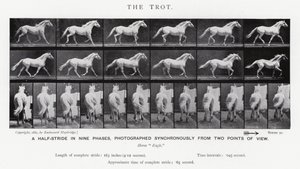 Eadweard Muybridge: El Trote de Eadweard Muybridge