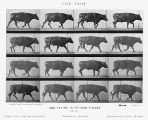 Eadweard Muybridge: El Trote de Eadweard Muybridge