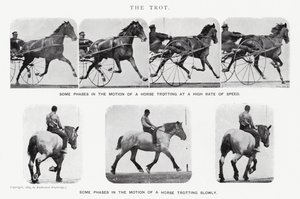 Eadweard Muybridge: El Trote