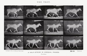 El Trote de Eadweard Muybridge
