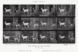 El Trote de Eadweard Muybridge
