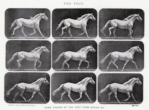 El Trote de Eadweard Muybridge