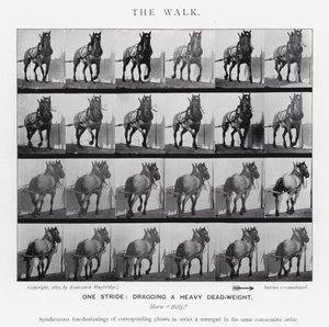Eadweard Muybridge: El Paseo de Eadweard Muybridge