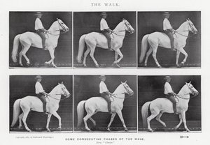 Eadweard Muybridge: El Paseo