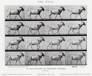 Eadweard Muybridge: El Paseo de Eadweard Muybridge