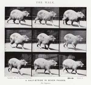 Eadweard Muybridge: El Paseo de Eadweard Muybridge
