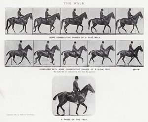 Eadweard Muybridge: El Paseo de Eadweard Muybridge